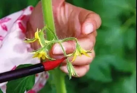 怎样选择蘸花药(蘸花药是什么成分)