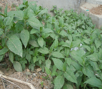 山野菜大全(黑龙江山野菜大全)