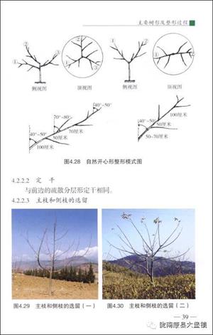 核桃树管理守则(核桃树的管理要点)