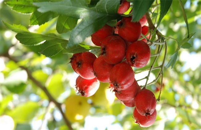 种植山楂的基本条件(山楂 种植)