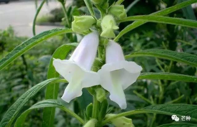 芝麻种植技术(芝麻种植技术视频)