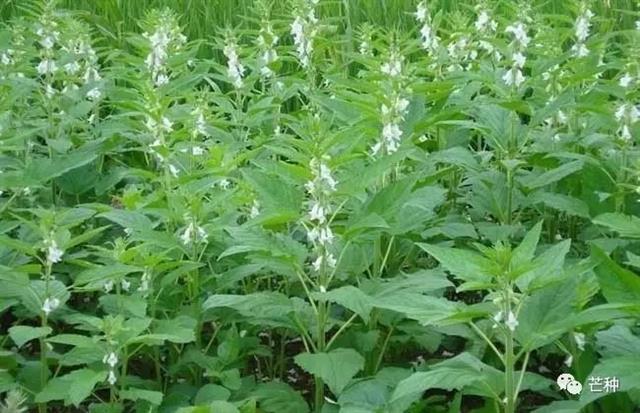 芝麻种植技术(芝麻种植技术视频)