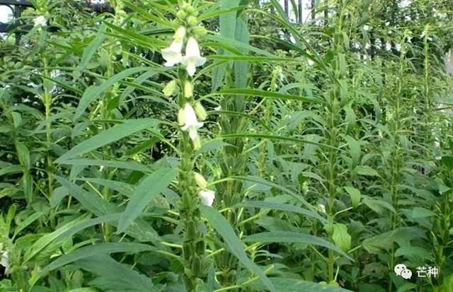 芝麻种植技术(芝麻种植技术视频)