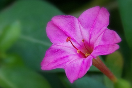 紫茉莉几点开花时间(紫茉莉种植时间和方法)