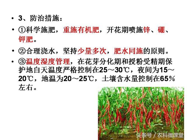 辣椒高产栽培技术——专题讲座(辣椒高产种植技术)