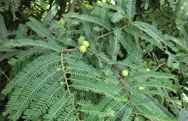 橄榄树种植技术(橄榄树种植在哪里好)