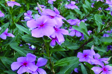 长春花花期可以摘心吗(长春花花期长吗)