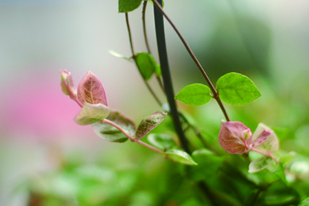 五彩络石怎么种植(花叶络石可以用营养土种植吗)