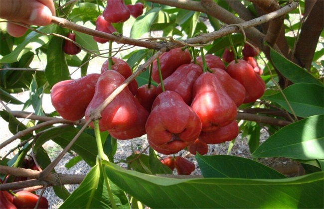 莲雾催花保果技术(莲雾催花技术视频)