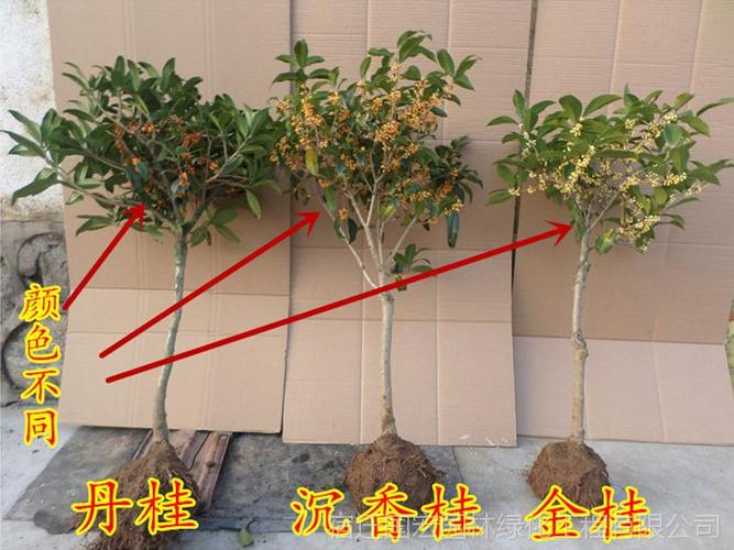 地栽丹桂的种植方法