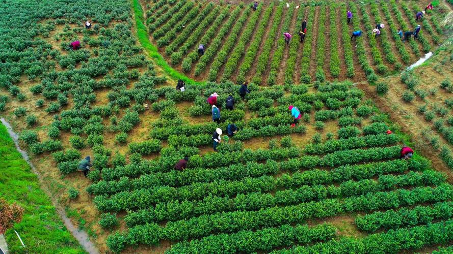 茶的种植与加工资料