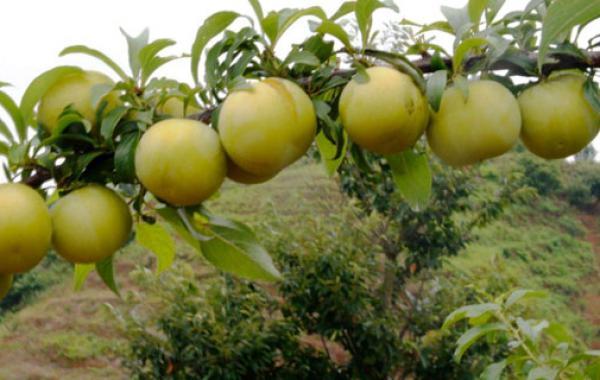 贵州蜂糖李种植技术介绍