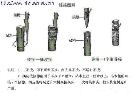 柑橘嫁接时间和步骤