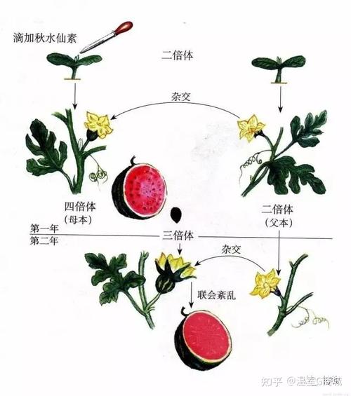 无籽西瓜是怎样培育的