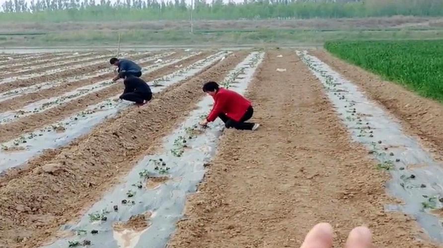 露地西瓜的种植方法和管理技术