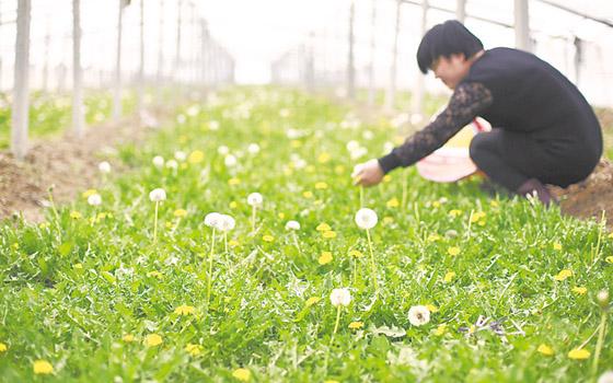 家庭种植蒲公英