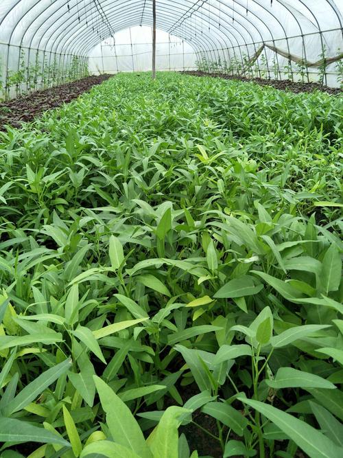 室内温室种植空心菜