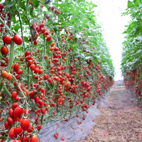 圣女果大棚种植技术