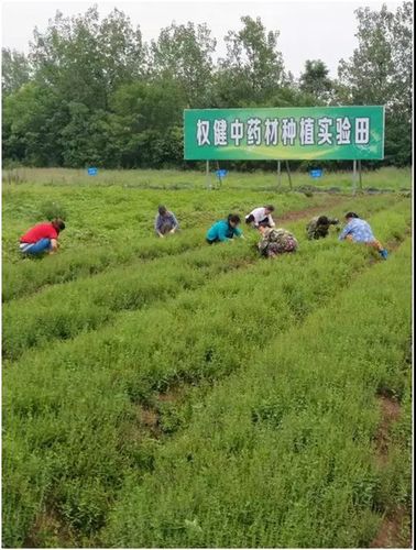 药材种框种植技术视频