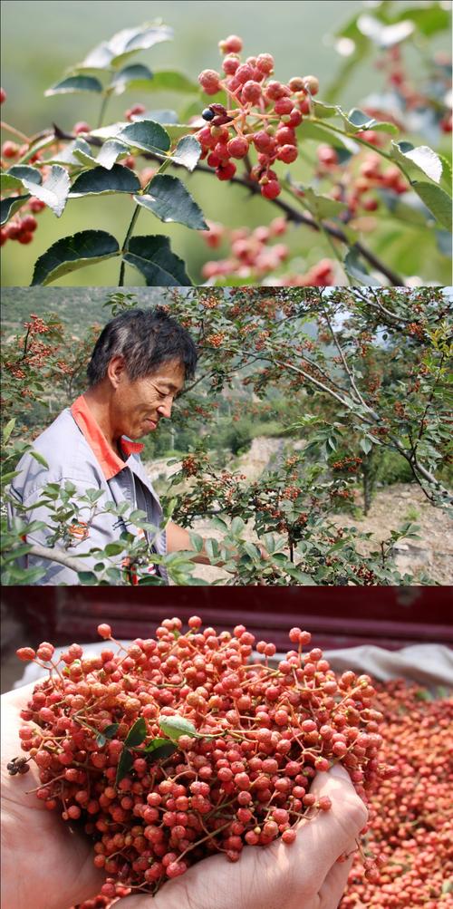 大红袍花椒种植技术课件