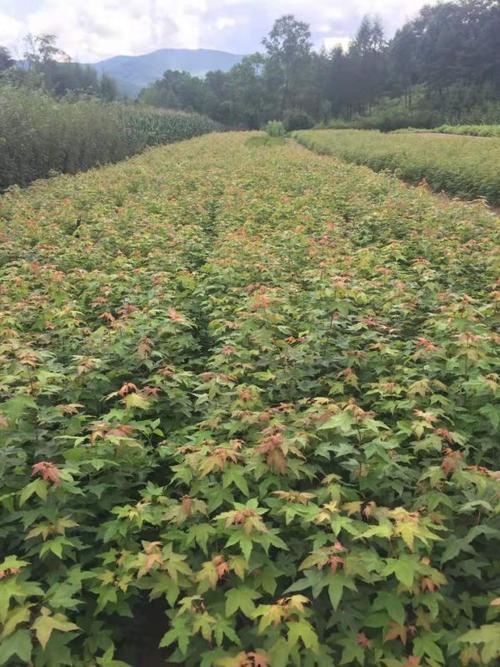 五角枫苗的种植技术(五角枫盆景的种植方法)