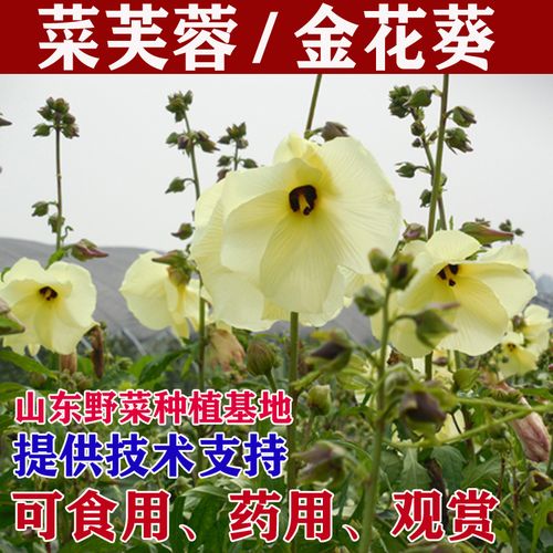 菜芙蓉种植技术