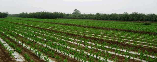 玉米打顶种植技术