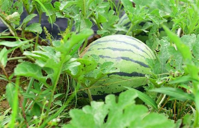 西瓜种植办法(西瓜种植三种方法)