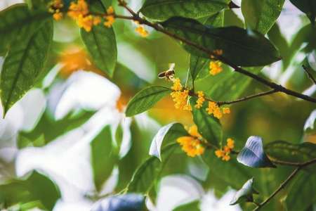 北方桂花夏天怎么种植(适合北方种植的名贵树木)