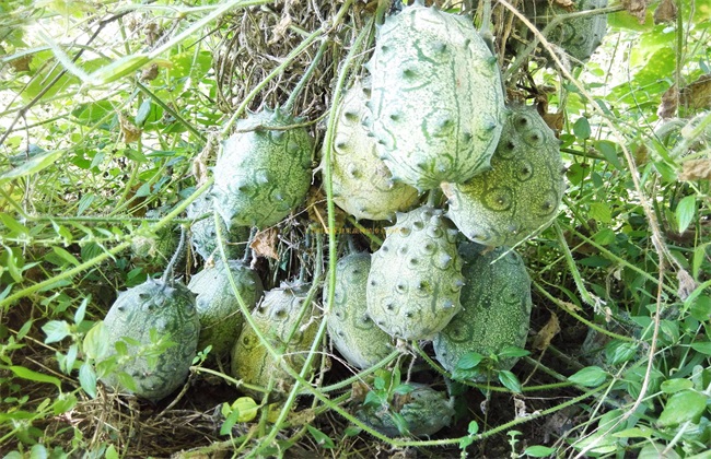 火参果的种植办法(火参果的种植前景和利润)