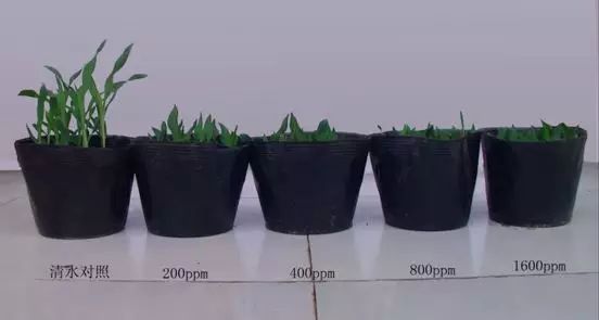 多效唑使用技术汇总手册(多效唑在兰花中的使用)