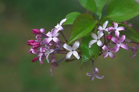 丁香花怎么养(瑞香花怎么养)