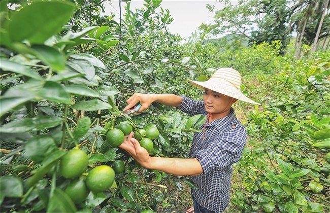 种植柠檬的注意些什么(柠檬种植早期应该注意什么)