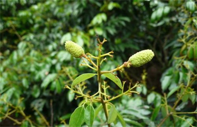 荔枝落花落果的原因(落花落果的原因及防治措施)