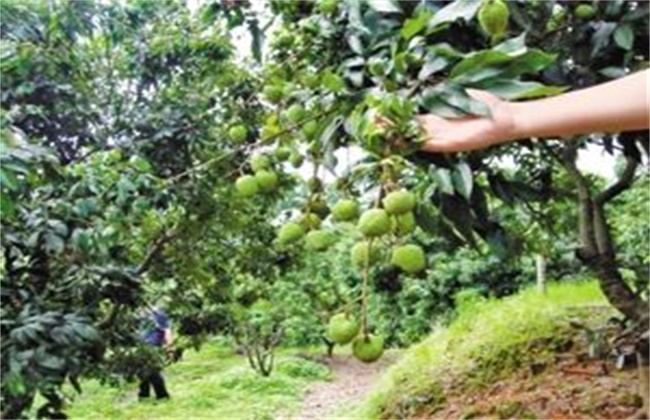 荔枝落花落果的原因(落花落果的原因及防治措施)