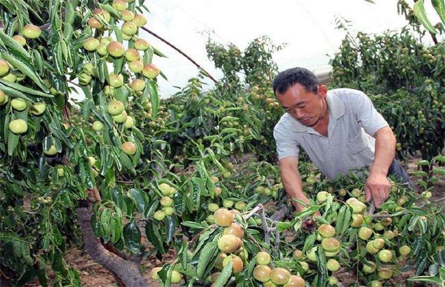 冬枣的病虫害防治(冬枣病虫害防治视频)