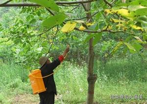 核桃树管理守则(核桃树的管理要点)