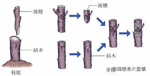 核桃树管理守则(核桃树的管理要点)