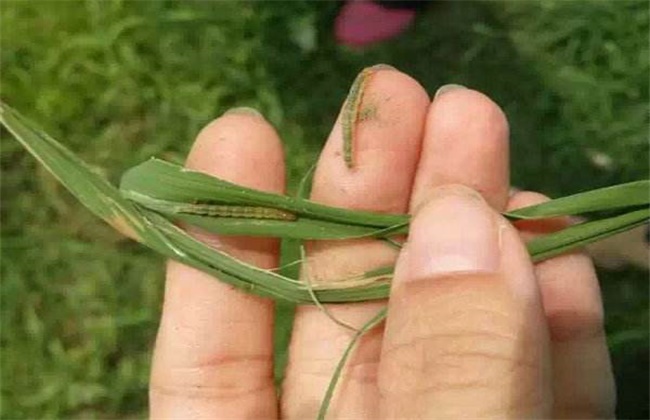 甘蔗经常遇见病虫害的防治办法(甘蔗有什么病虫害防治)