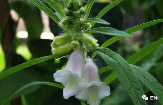 芝麻种植技术(芝麻种植技术视频)