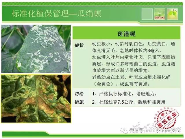 超详细西瓜标准化栽培技术(现在最新西瓜种植技术)