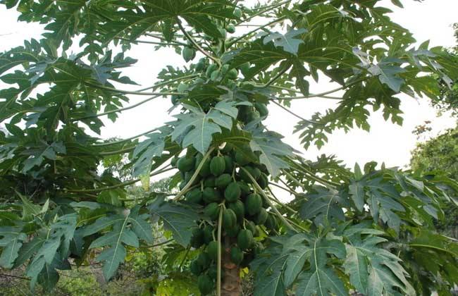 木瓜的田间管理技术(夏季木瓜管理技术)