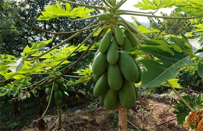 木瓜的田间管理技术(夏季木瓜管理技术)