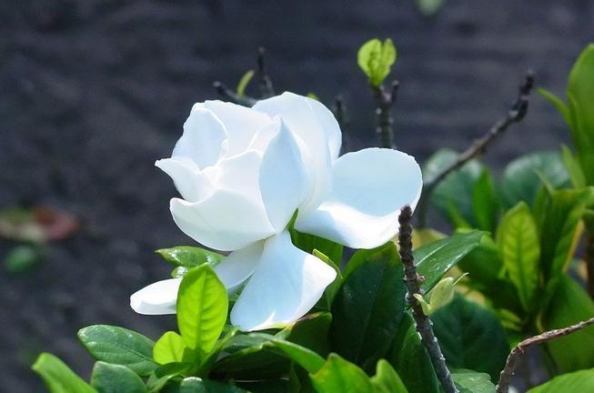 栀子花如何浇水(夏天的栀子花如何浇水)