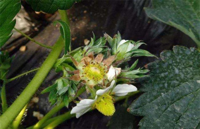 草莓花期管理技术方法技巧(草莓花期管理技术要点)