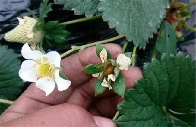 草莓花期管理技术方法技巧(草莓花期管理技术要点)