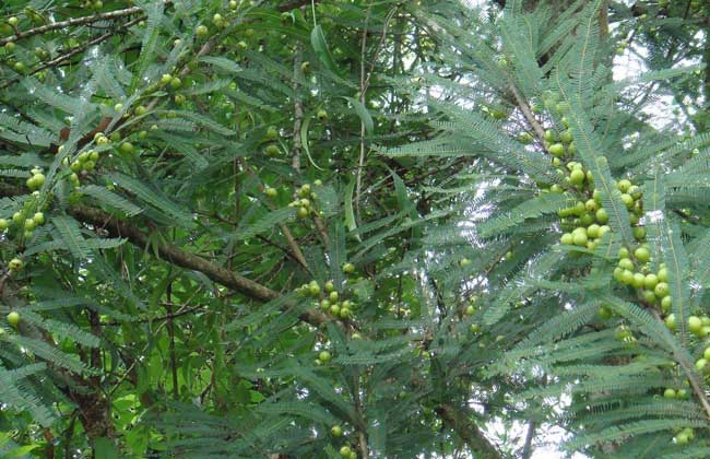 橄榄树种植技术(橄榄树种植在哪里好)