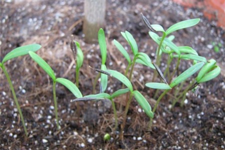 格桑花怎么种植(格桑花怎么种植才能高产)