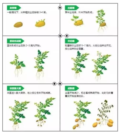 土豆的管理高产方法