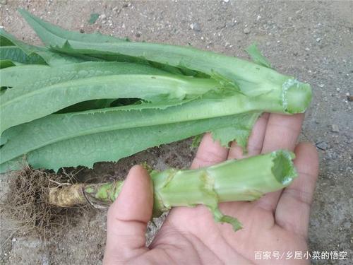 油麦菜重茬